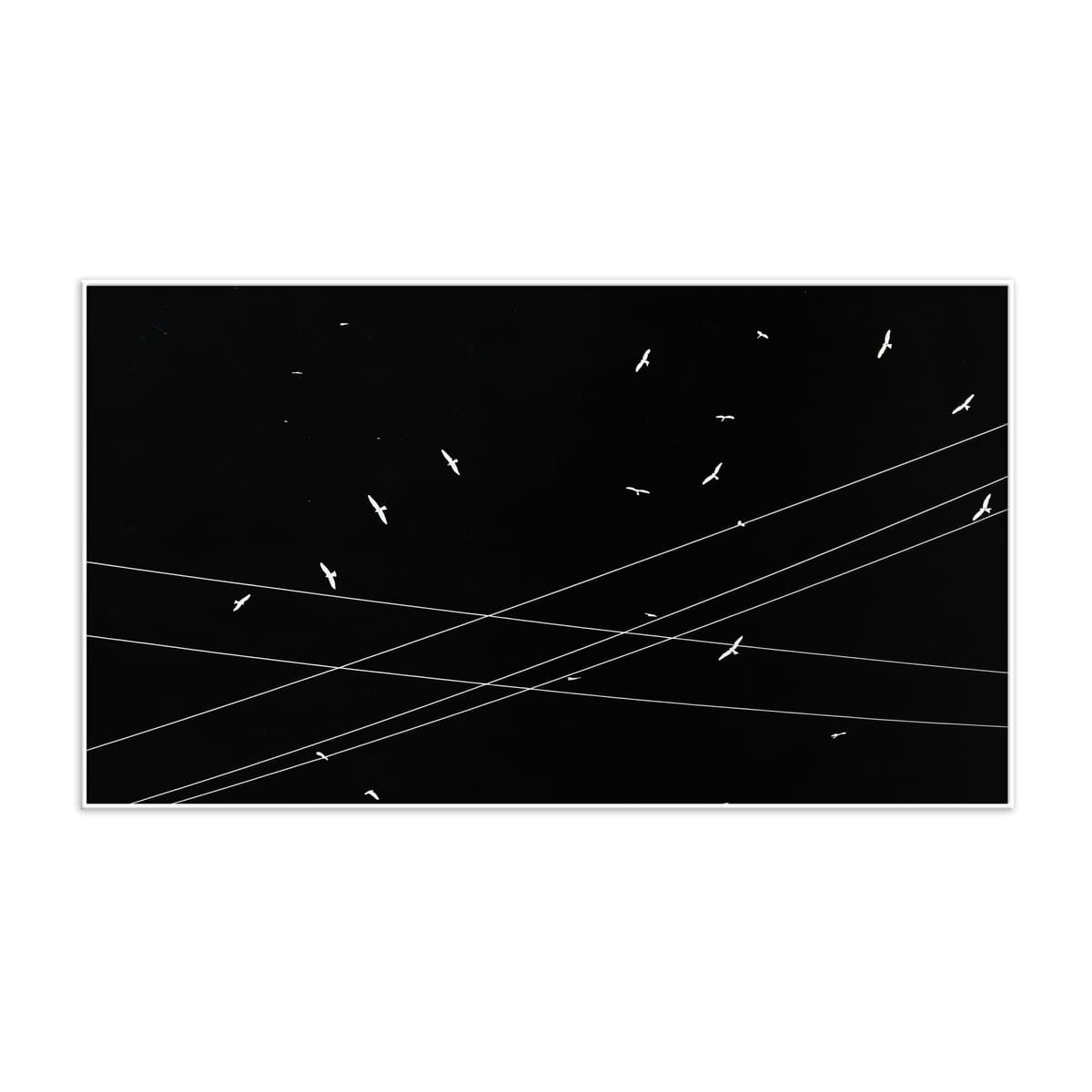 White Wings - (Edition 1/7)