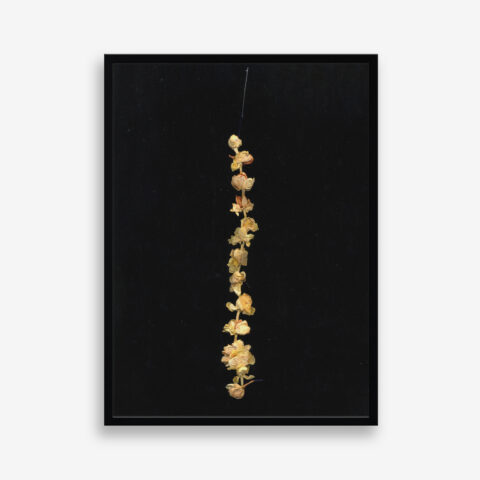 Motia II (edition 1 of 7)