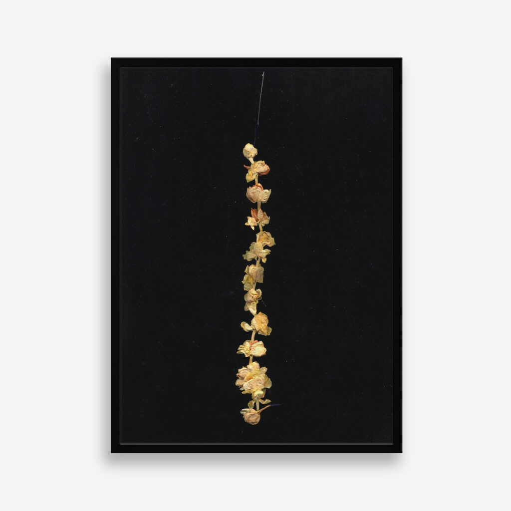 Motia II (edition 1 of 7)