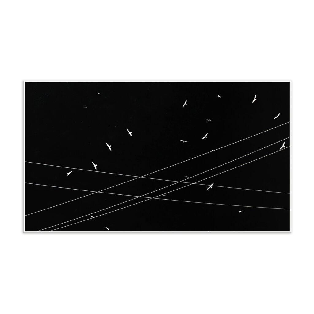 White Wings - (Edition 1/7)