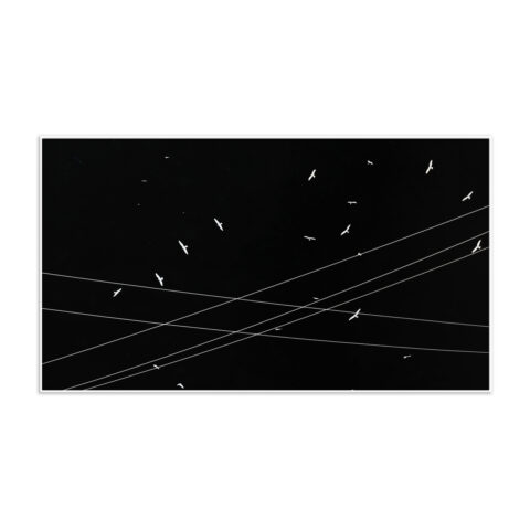 White Wings - (Edition 1/7)