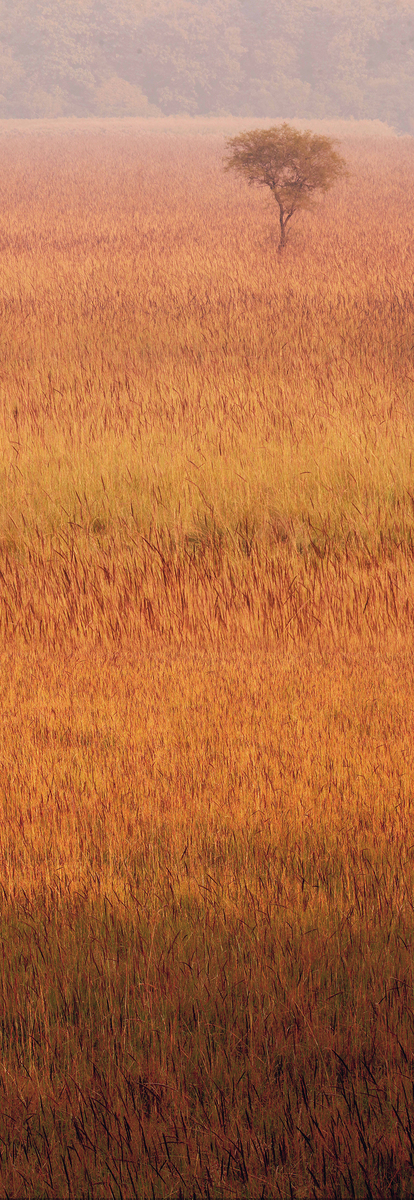 Wallpaper Dudhwa- Edition 2 of 3