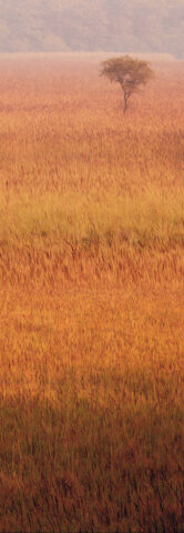 Wallpaper Dudhwa- Edition 2 of 3