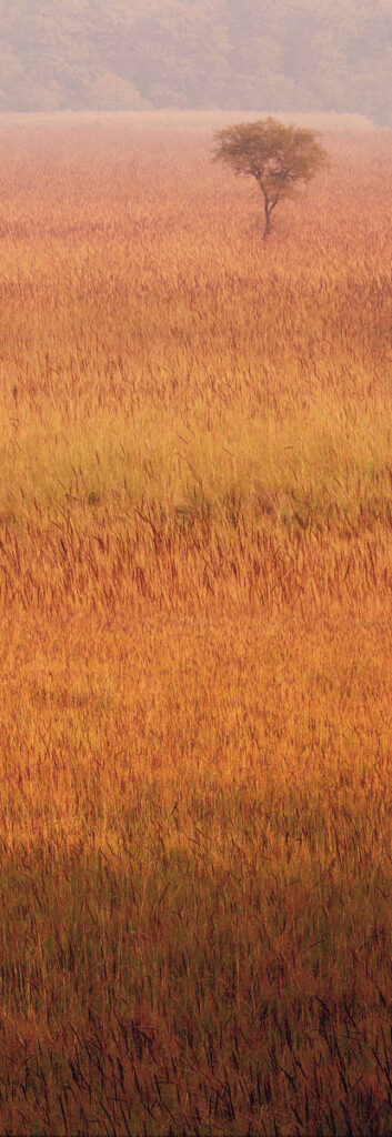 Wallpaper Dudhwa- Edition 2 of 3